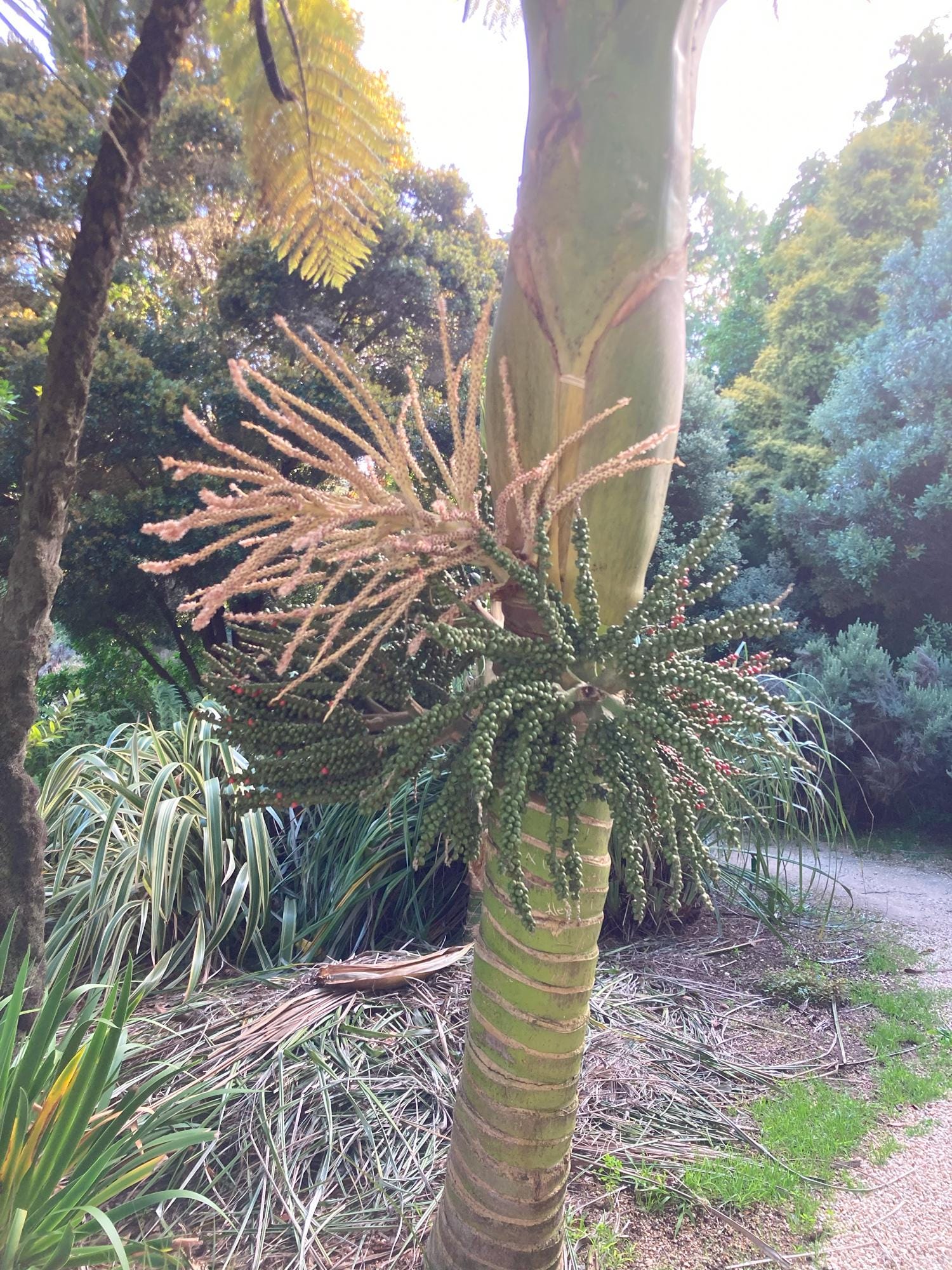 Rhopalostylis Sapida | Nīkau Palm | 20_seeds - Etsy