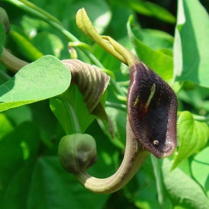 Aristolochia debilis 50_Seeds image 3