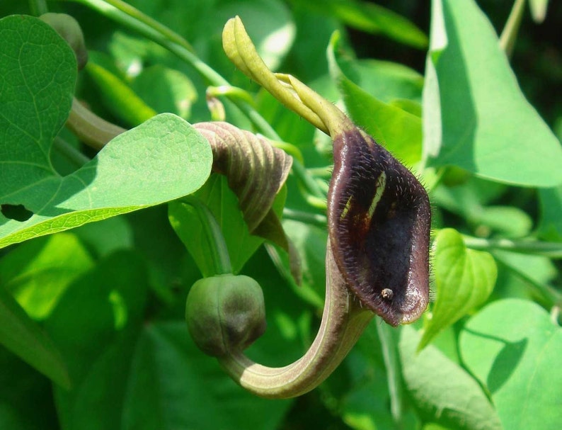 Aristolochia debilis 50_Seeds image 3