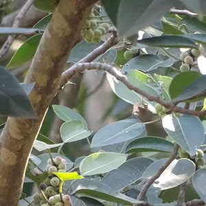 Ficus amplissima Indian Bat Tree & Fig Pimpri Pipri Pipali 100_Seeds image 5