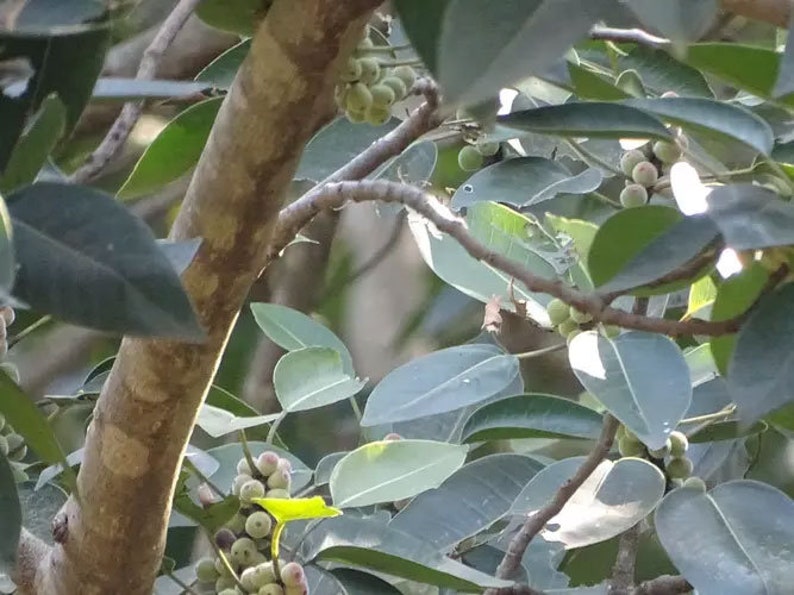 Ficus amplissima Indian Bat Tree & Fig Pimpri Pipri Pipali 100_Seeds image 5