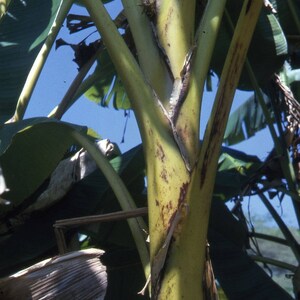 Musa ochracea | 20_Seeds
