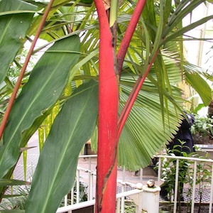 Cyrtostachys renda Red Sealing Wax & Lipstick Palm 5_Seeds image 4