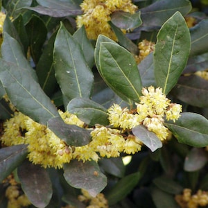 Laurus nobilis | Bay Laurel | Sweet-Bay | Bayleaf | 5_Seeds