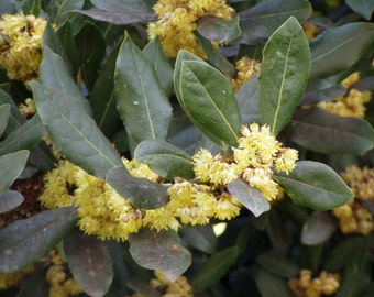 May include: Close-up of a bay laurel tree with clusters of small, yellow flowers. The leaves are dark green and glossy.