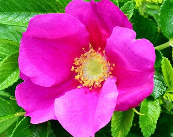 Rosa rugosa Rubra | Red Japanese Rose | 5_Seeds