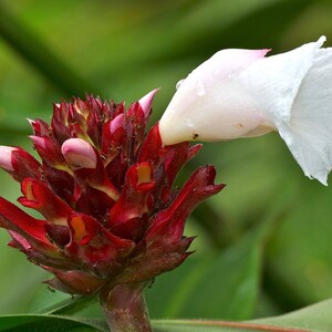 Costus speciosus Crepe Malay Ginger Canereed 20_Seeds image 5