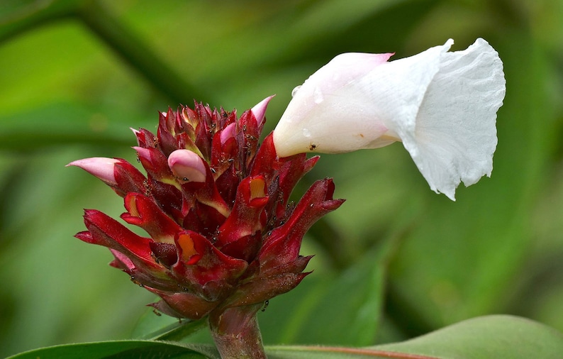 Costus speciosus Crepe Malay Ginger Canereed 20_Seeds image 5