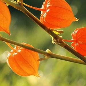 Puede incluir: Primer plano de una rama con varias linternas de papel naranja, tambi&eacute;n conocidas como linternas chinas, colgando de ella. Las linternas son delicadas y transl&uacute;cidas, con una luz suave y brillante que las atraviesa.