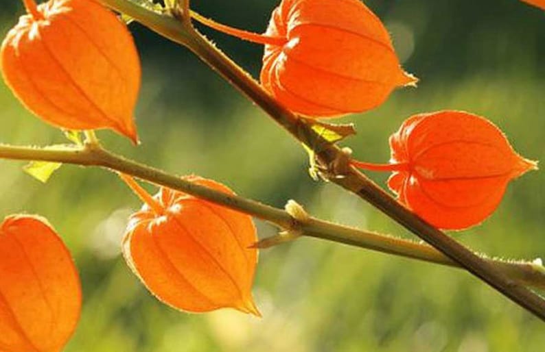 Puede incluir: Primer plano de una rama con varias linternas de papel naranja, tambi&eacute;n conocidas como linternas chinas, colgando de ella. Las linternas son delicadas y transl&uacute;cidas, con una luz suave y brillante que las atraviesa.