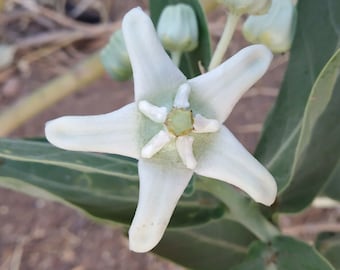 Calotropis gigantea White | Giant Milkweed | Crown Flower | 20_Seeds