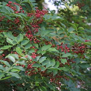 Zanthoxylum planispinum | Winged Prickly Ash | Bamboo-leaf | 10_Seeds