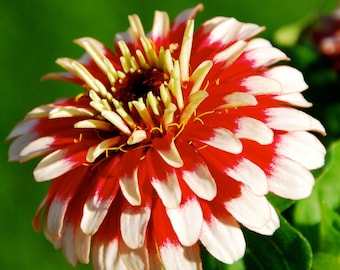 Zinnia elegans Swizzle Cherry and Ivory | 10_Seeds