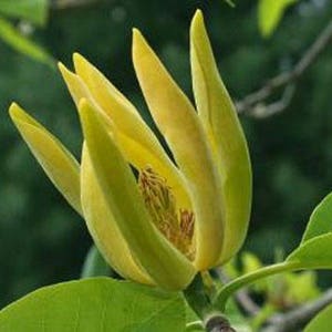 Magnolia acuminata | Cucumber Tree | 10_Seeds