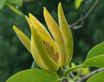 Magnolia acuminata | Cucumber Tree | 10_Seeds