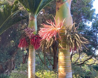 Rhopalostylis Sapida | Nīkau Palm | 20_seeds - Etsy