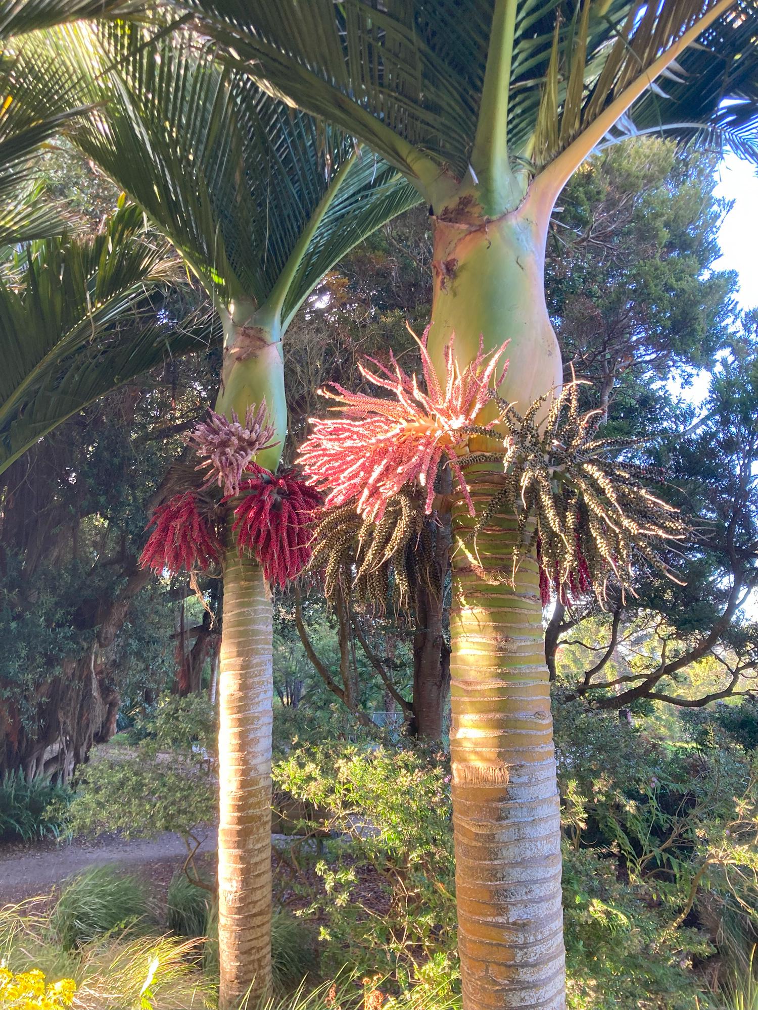 Rhopalostylis Sapida | Nīkau Palm | 20_seeds - Etsy