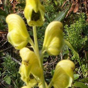 Aconitum anthora Yellow Monkshood 10_Seeds image 5