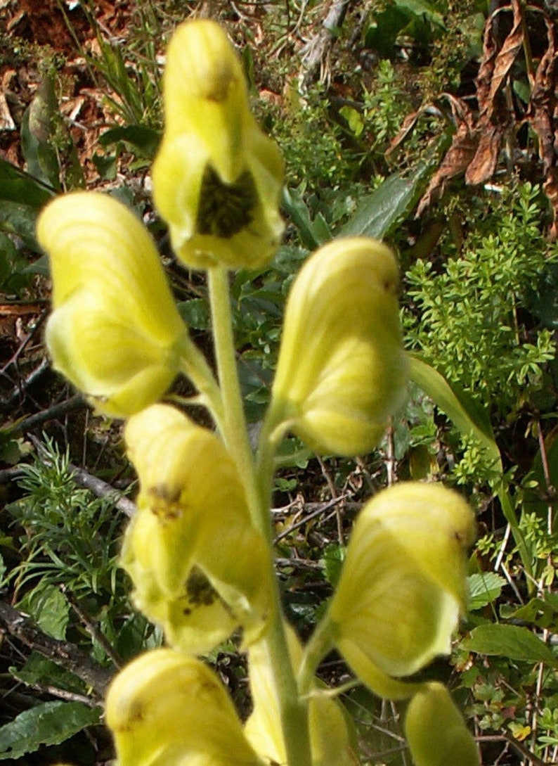 Aconitum anthora Yellow Monkshood 10_Seeds image 5
