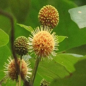 Haldina cordifolia | Kadam | Kadamba | 100_Seeds