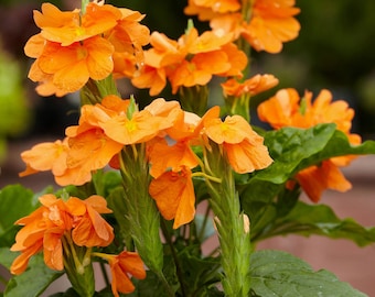 Crossandra infundibuliformis Orange Marmalade | 20_Seeds