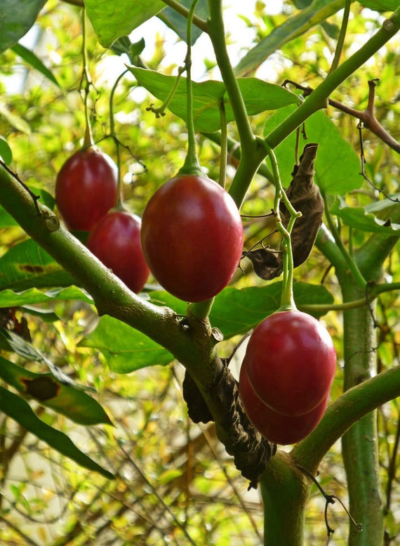 Seeds & Seed Bombs Outdoor & Gardening Cyphomandra betacea Tree Tomato Tamarillo 10 seeds etna