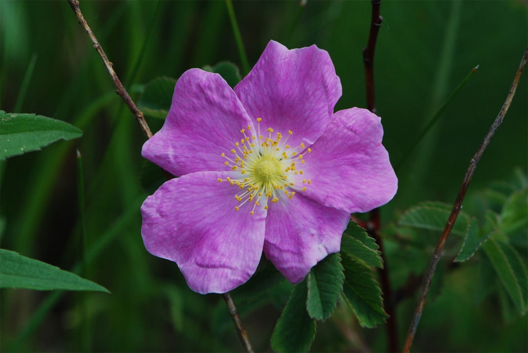 Rosa Arkansana | Wild Roser | Arkansas Prairie Wild Rose | 20_seeds - Etsy