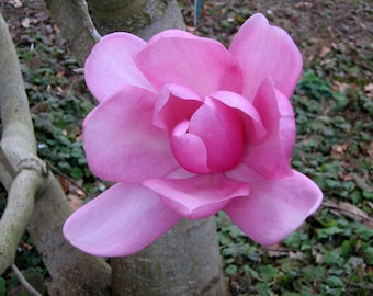 Magnolia campbellii | Pink Tulip | Campbells & Himalayan Magnolia Tree | 5_Seeds