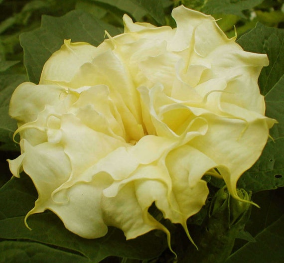 Datura Metel Double Golden Queen Horn Of Plenty Downy Etsy