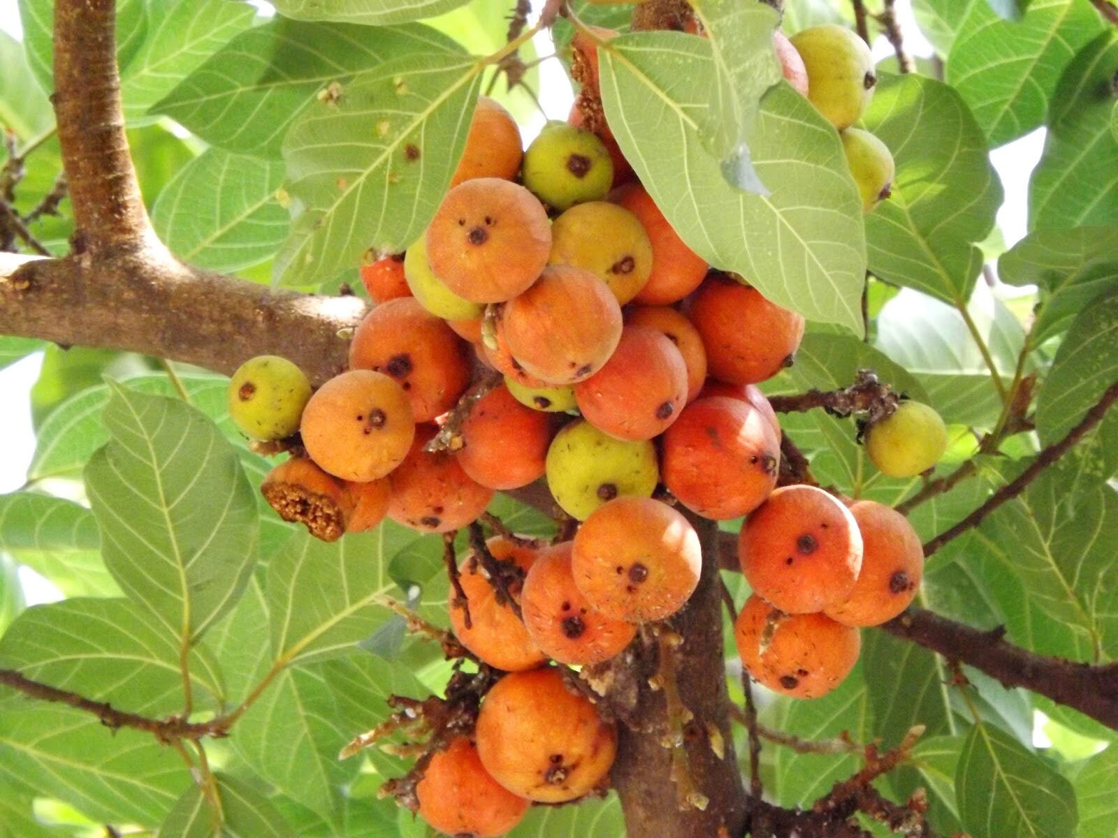 20 Seeds Ficus Racemosa – Cluster Fig Tree, Goolar, Indian Edible Fruit – Bonsai Friendly
