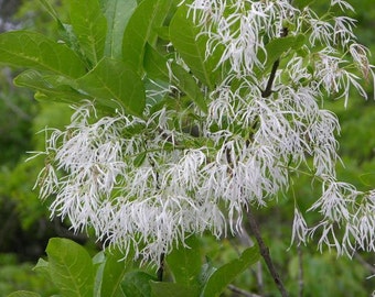 Chionanthus virginicus | Fringe Tree | Grancy Graybeard | 5_Seeds