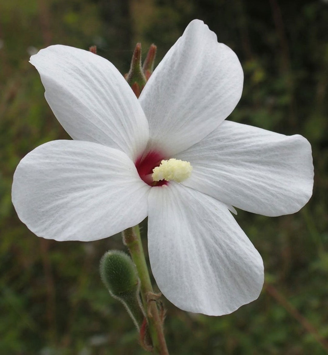 Abelmoschus Ficulneus | White Wild | Musk Mallow | Native Rosella