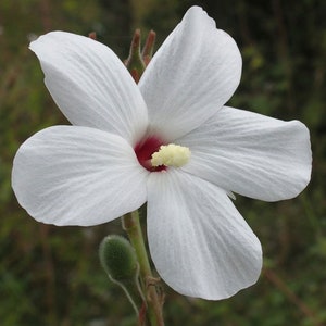 Abelmoschus ficulneus | White Wild | Musk Mallow | Native Rosella | 20_Seeds