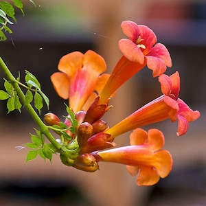Campsis radicans | Cow Itch | Hummingbird Vine | Trumpet Creeper | 20_Seeds