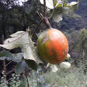 Trichosanthes lepiniana Snake Gourd 5_Seeds image 2