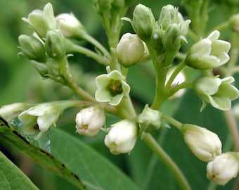 Apocynum Sibiricum Clasping Dogbane 10_seeds - Etsy