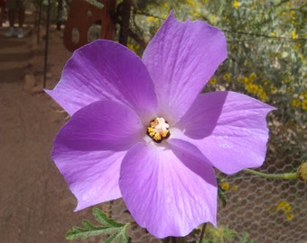 Alyogyne huegelii | Blue Hibiscus | 20_seeds