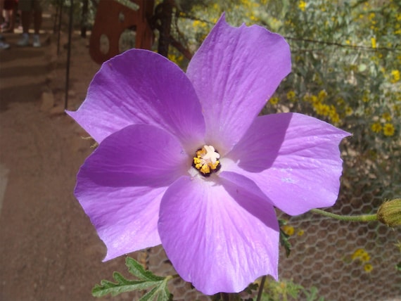 Alyogyne Huegelii | Blue Hibiscus | 20_seeds - Etsy
