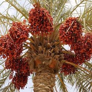 Phoenix dactylifera | Date Palm | 20_Seeds