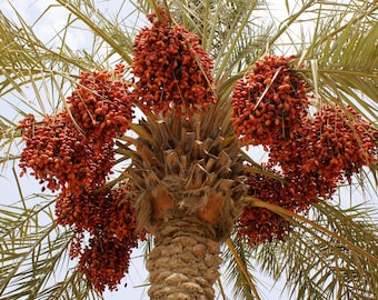 Peut inclure: Gros plan sur un palmier dattier chargé de grappes de dattes mûres. Les dattes sont d'un brun rougeâtre profond, suspendues en grappes denses aux frondes de l'arbre. Le tronc du palmier est texturé et brun, avec des frondes vertes.