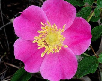 Rosa carolina | Pasture Sand Rose | 50_Seeds