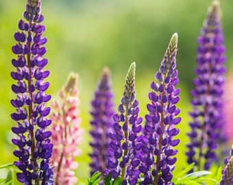 Lupinus perennis | Wild Lupine | Sundial Lupine | 50_Seeds