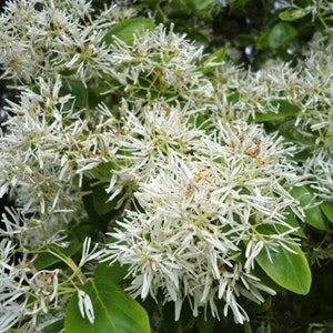 Chionanthus virginicus | Fringe Tree | Grancy Graybeard | 5_Seeds