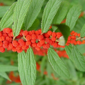Debregeasia longifolia | Orange Wild Rhea | 200_Seeds