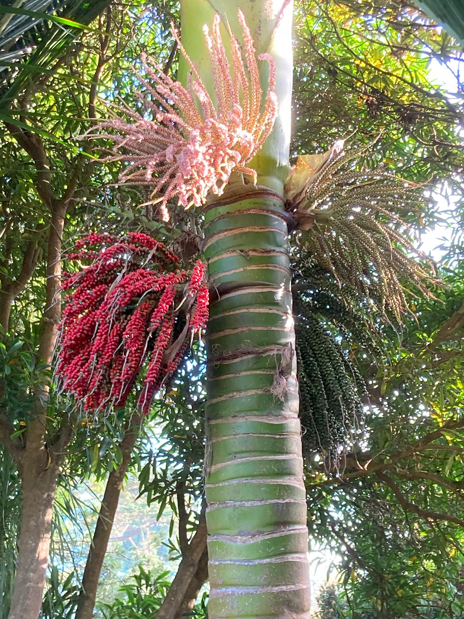 Rhopalostylis Sapida | Nīkau Palm | 20_seeds - Etsy