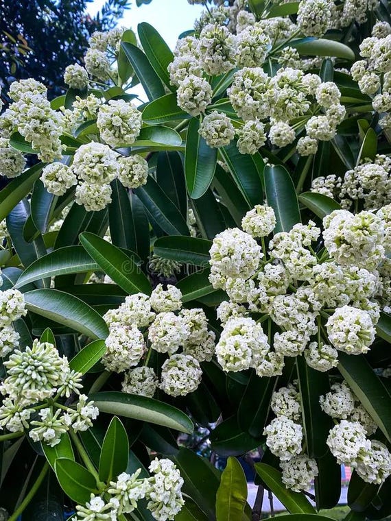 Alstonia Scholaris | Scholars & Devil Tree | 20_seeds - Etsy Israel