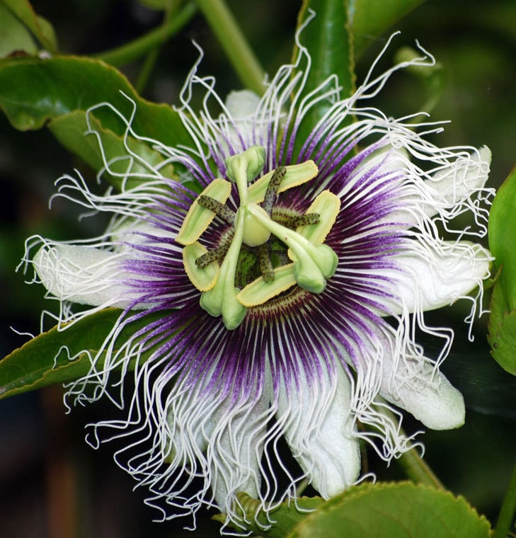 Passiflora Edulis Tango, Frutto Della Passione Molto Raro - 5 - Foto 4