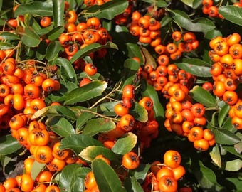 Pyracantha gibbsii Orange Glow | Ognisko | 10_nasion