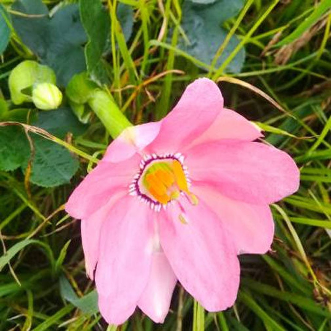 5 Semillas De Passiflora Coactilis – Tauso – Maracuyá Silvestre – Flor Exótica