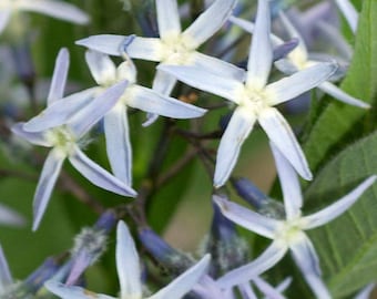 Amsonia illustris | Ozark Bluestar | Lysande blå stjärna | 10_Frön